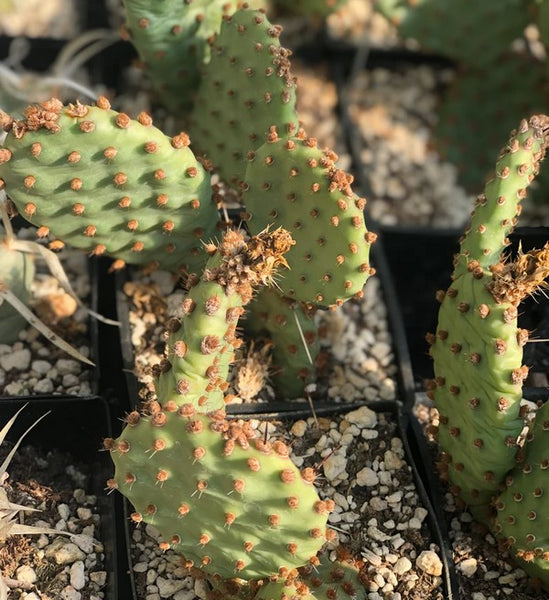 Opuntia x 'Alpen Rose' - High Elevation [5000 - 8000 ft]