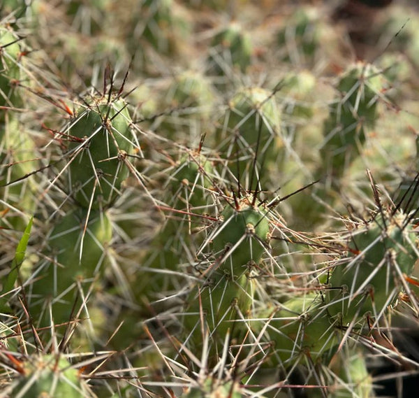 Opuntia x rutila [red/black spines]