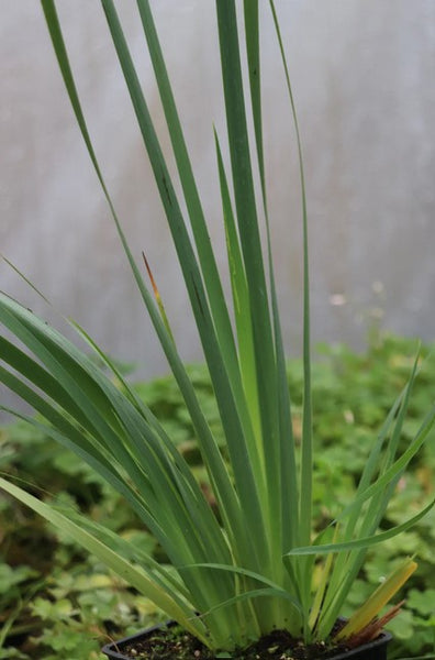 Orthosanthus acorifolius (Morning Iris)