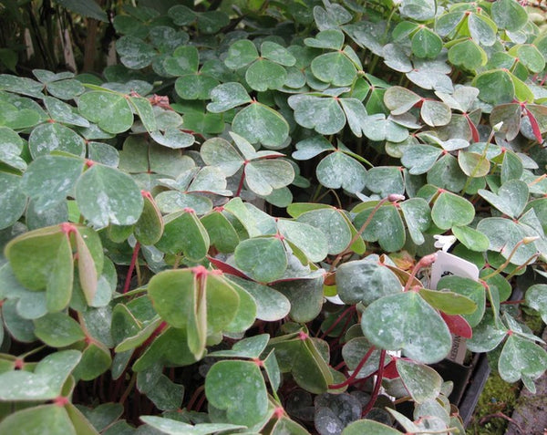 Oxalis oregana [Rowdy Creek]