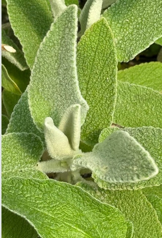 Phlomis anitolica 'Lloyd's Variety'