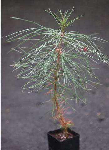 Pinus attenuata - Knobcone Pine