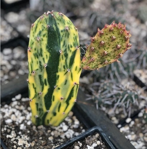 Opuntia cochenillifera ’Sunset’