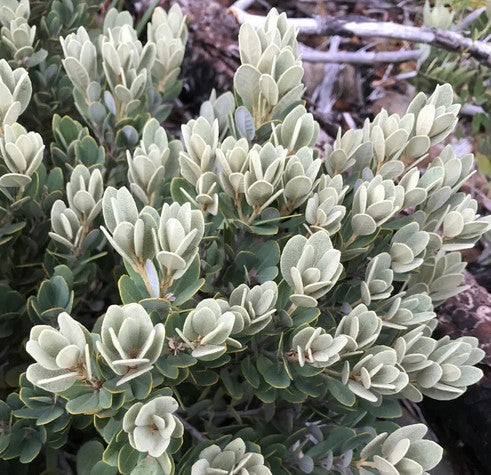 Lithocarpus densiflorus var. echoinoides [Snow Camp]