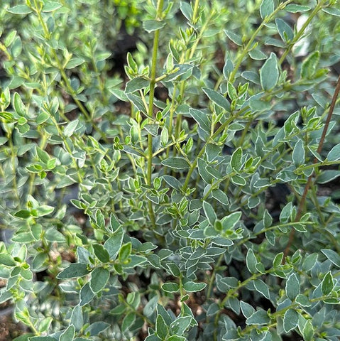 Lonicera nitida 'Silver Beauty'