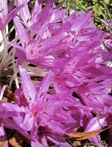 Colchicum x agrippinum (aka Autumn Crocus, Naked Lady or Meadow Saffron)