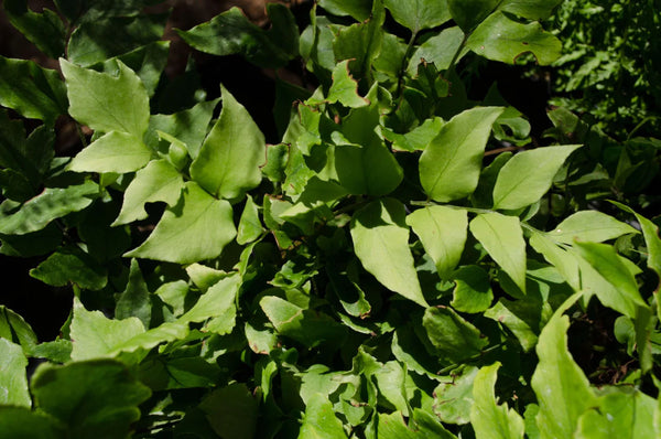 Cyrtomium fortunei var. clivicola (aka Clivacola Holly Fern)