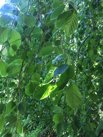 Fagus sylvatica 'Aurea Pendula' (Gold Weeping European Beech)