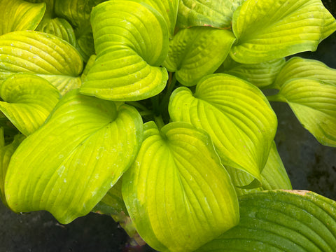 Hosta 'Banana Smoothie'