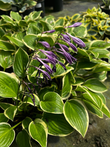 Hosta 'Bedford's Rise and Shine'