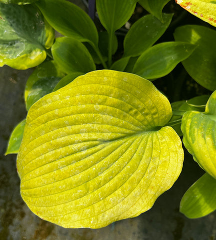 Hosta 'Bingo'