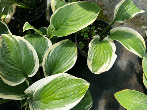 Hosta 'Blazing Saddles'