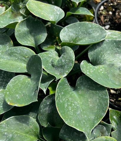 Hosta 'Blue Monday'