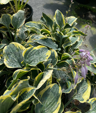 Hosta 'Con te Partiro'