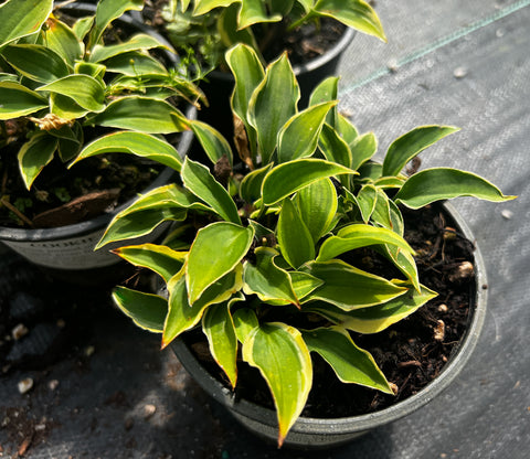 Hosta 'Cookie Crumbs'