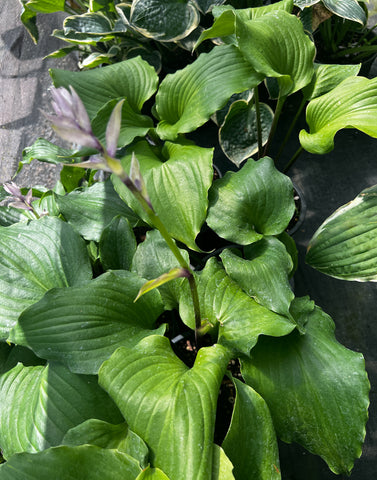 Hosta 'Cranberry Wine'