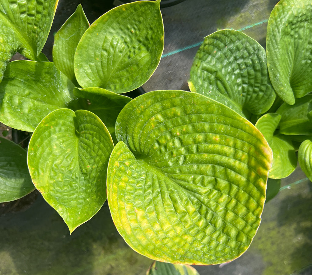 Hosta 'Deep Pockets' – plant lust