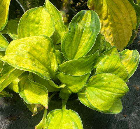 Hosta 'Faithful Heart'