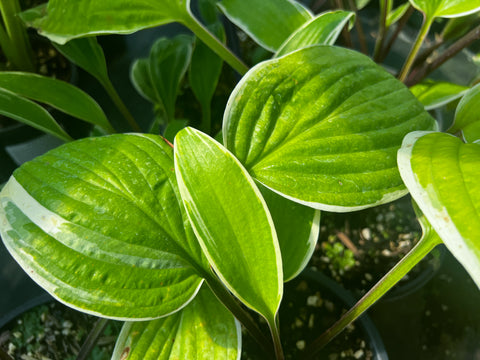 Hosta 'Fashionista'