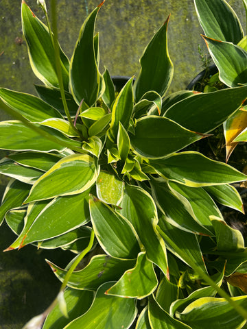 Hosta 'Firefly'