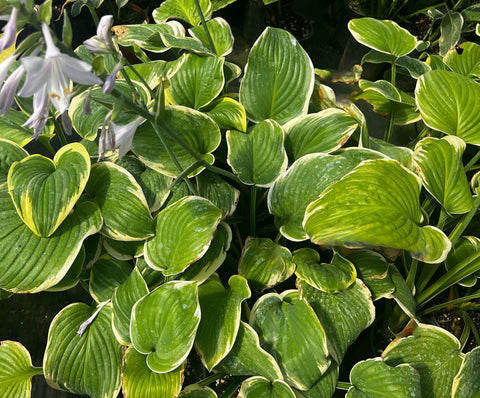 Hosta 'Fragrant King'