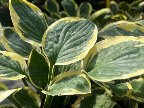 Hosta 'Frosted Frolic'