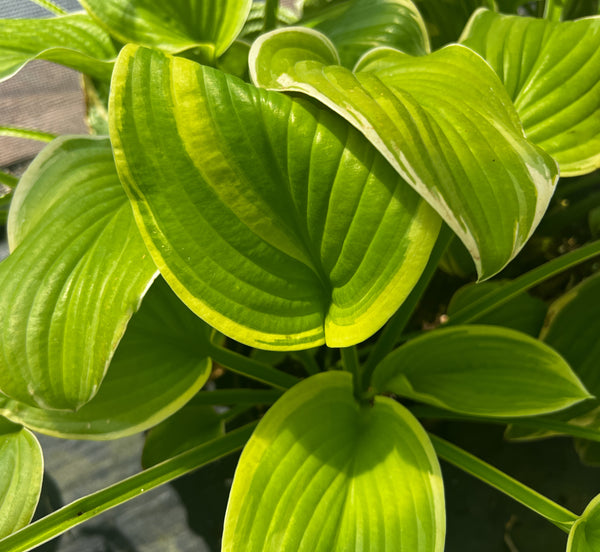 Hosta 'Frozen Margarita'