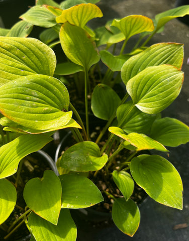 Hosta 'Golden Scepter'