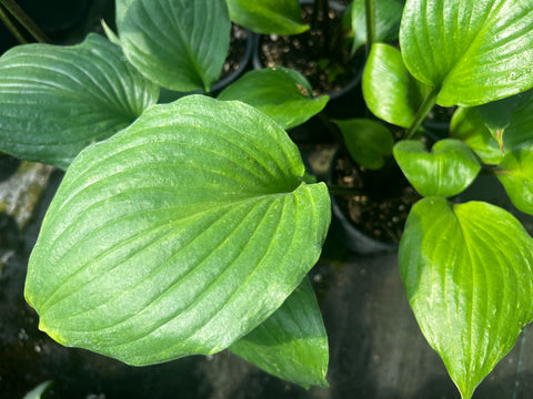 Hosta 'Gooseberry Sundae'