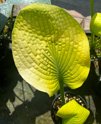 Hosta 'Harriette Ward'