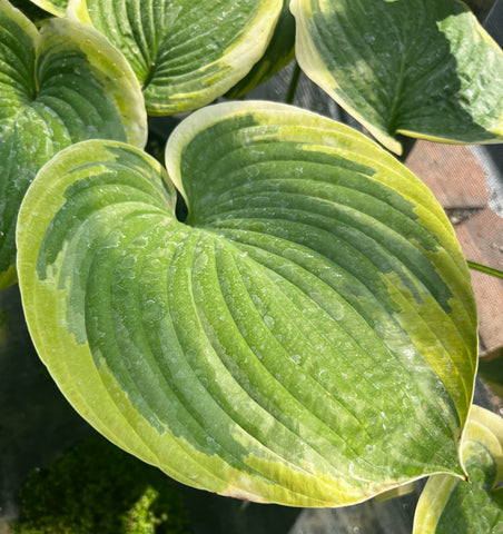 Hosta 'His Honor'