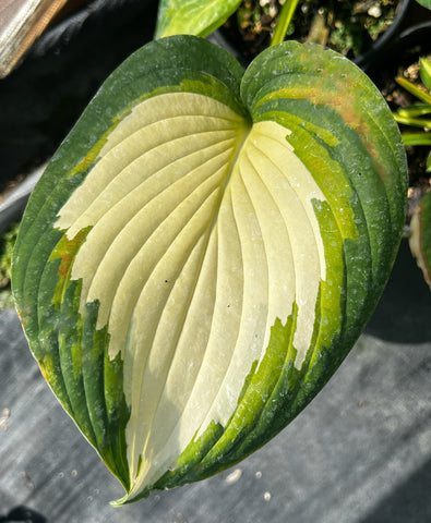 Hosta 'Imperial Palace'