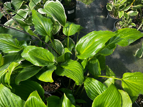 Hosta 'Invincible Spirit'