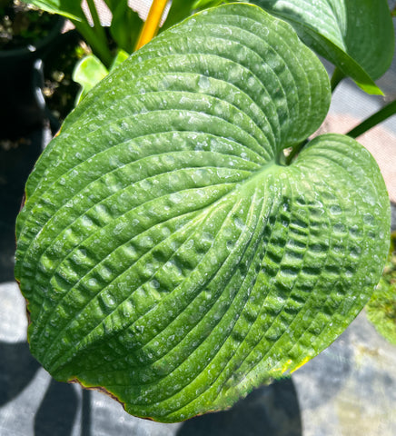 Hosta 'Jurassic Park'