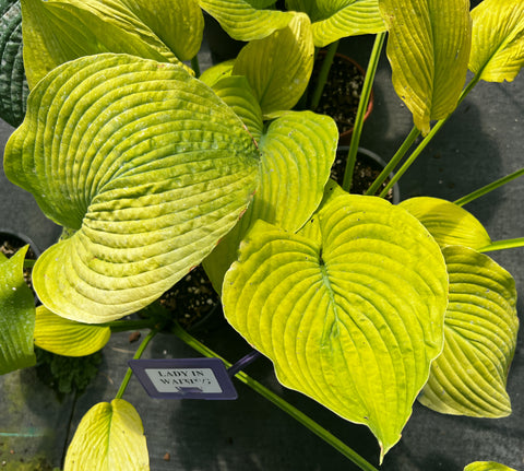 Hosta 'Lady In Waiting'