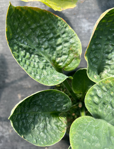 Hosta 'Lakeside Beach Bum'