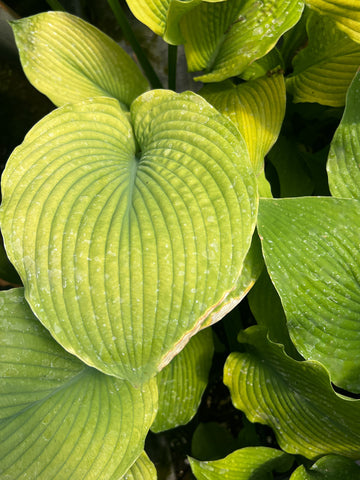 Hosta 'Solar Flare'