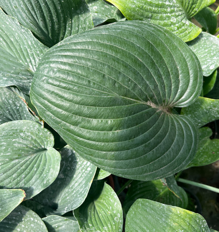 Hosta 'Stonewall'