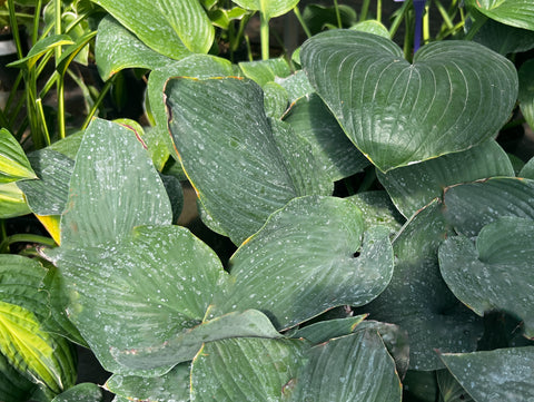 Hosta 'Stormy Seas'