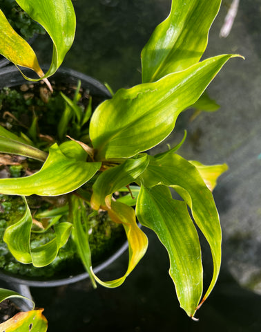 Hosta 'Strawberry Yogurt'