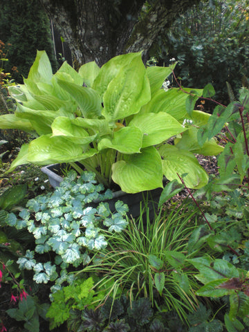 Hosta 'Sum and Substance'