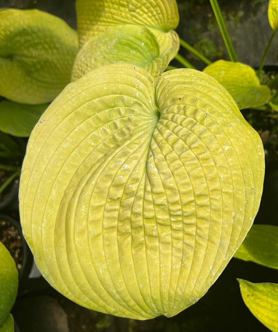 Hosta 'Sun Glow'