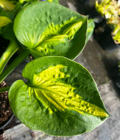 Hosta 'Sunset Grooves'