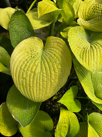 Hosta 'Sun's Glory'