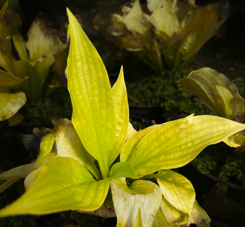 Hosta 'Sun Worshipper'