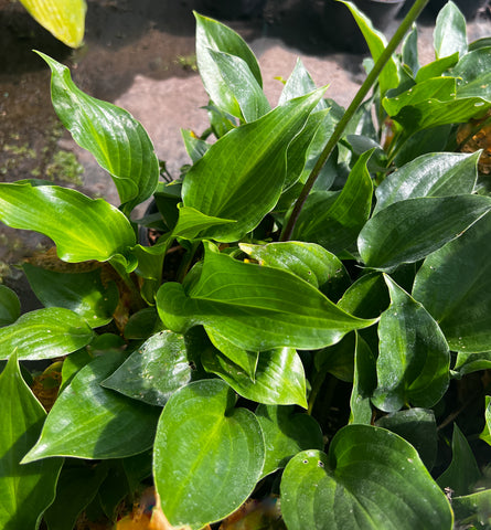 Hosta 'Sweet Bo Peep'