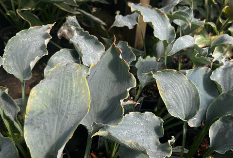 Hosta 'Tears of Heaven'