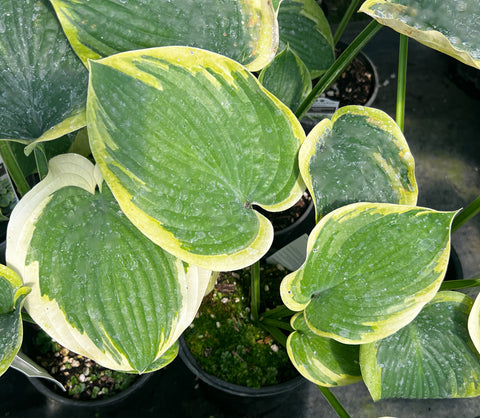 Hosta 'Terms of Endearment'