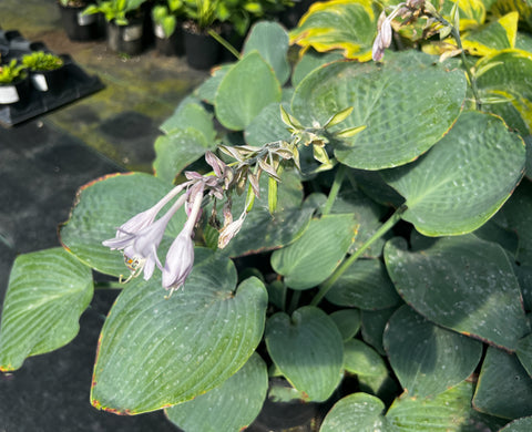 Hosta 'Theo's Blue'