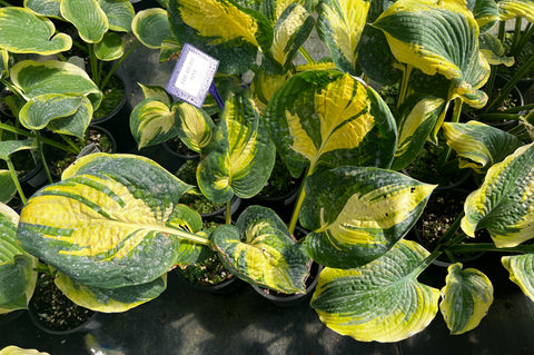Hosta 'The Right One'